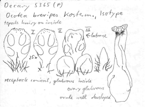 Vorschaubild Ocotea brevipes Kosterm.